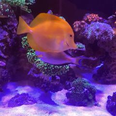 fish