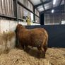 1 Pedigree limousin bull Image 9