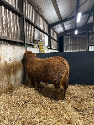 1 Pedigree limousin bull