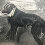 Landseer Dog Fetching Boat for Child Image 6