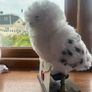Harry Potter Talking Hedwig Image 2