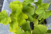 REDUCED TO CLEAR! Squash Plants (4 different varieties, butternut for undercover, winter squash for outdoors)