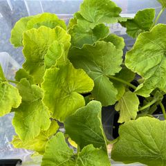 Squash Plants (4 different varieties, butternut for undercover, winter squash for outdoors)