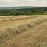 Hay bales Image 4