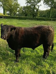 AngusBull