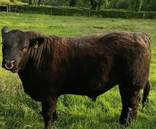 AngusBull