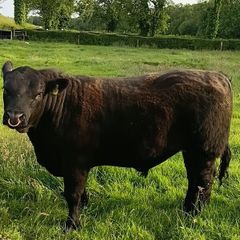AngusBull