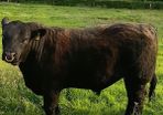 AngusBull