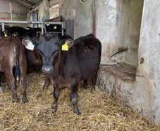 Weaned Angus bulls and White Head bull calves