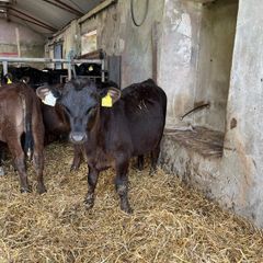 Weaned Angus bulls and White Head bull calves