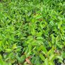 Portuguese Laurel Hedging Image 4