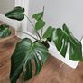Monstera Deliciosa Image 3