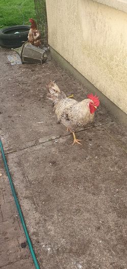 Cream Legbar Roo
