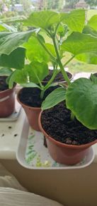 Cucumber plants