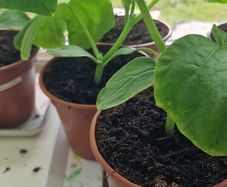 Cucumber plants