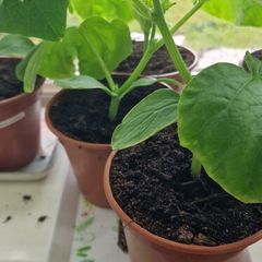 Cucumber plants