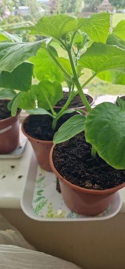 Cucumber plants