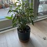 plant Image 2