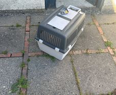 dog Box