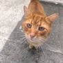 cat Image 3