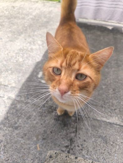 cat