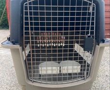 animal transporter box