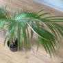 Indoor Palm (Kentia) Image 3