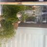 Guppies and guppy grass Image 4