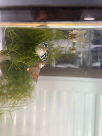 Guppies and guppy grass