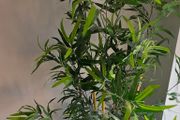 Large Artificial Bamboo Tree Plant pot