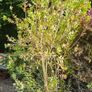 Instant Screen! 7ft bushy plants Image 5