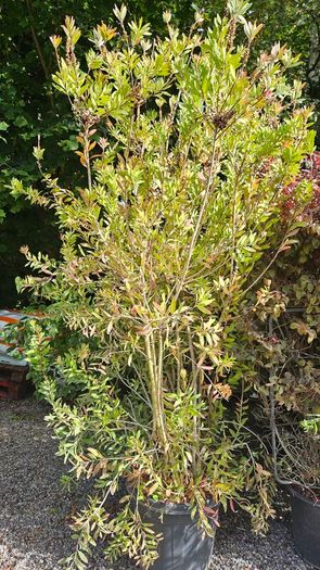 Instant Screen! 7ft bushy plants
