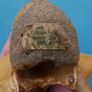 Vintage Bone Image 8