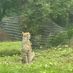 npaulie
