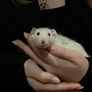 Two pet rats looking for a new home Image 3