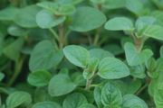 (O) Wild Marjoram Origanum vulgare seeds 0.2g (1500s) (220359)