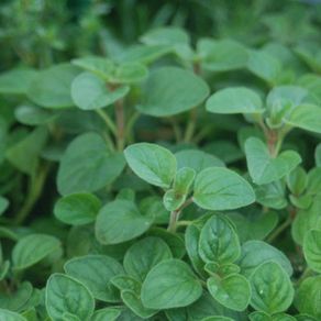 (O) Wild Marjoram Origanum vulgare seeds 0.2g (1500s) (220359)