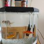 fish and aquarium Image 3