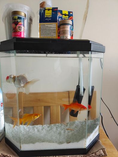 fish and aquarium