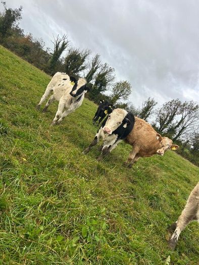 11 Super Heifer Calves