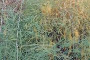 Asparagus roots