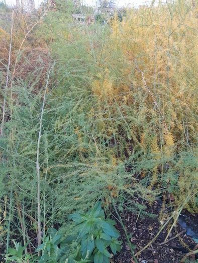 Asparagus seeds