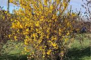 Forsythia Shrub