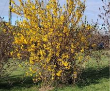 Forsythia Shrub