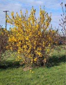 Forsythia Shrub