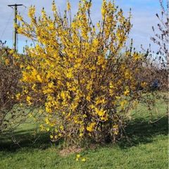 Forsythia Shrub