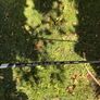 Ping G425 Max 7 Wood Image 5