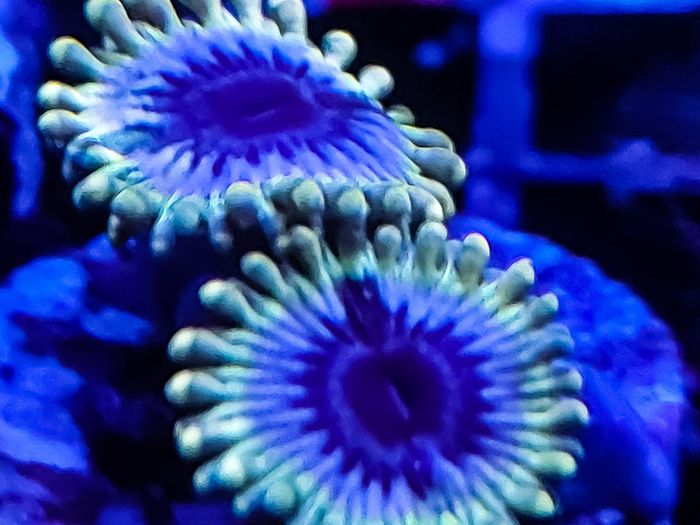 White walkers zoa
