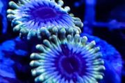 White walkers zoa