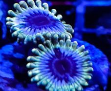 White walkers zoa